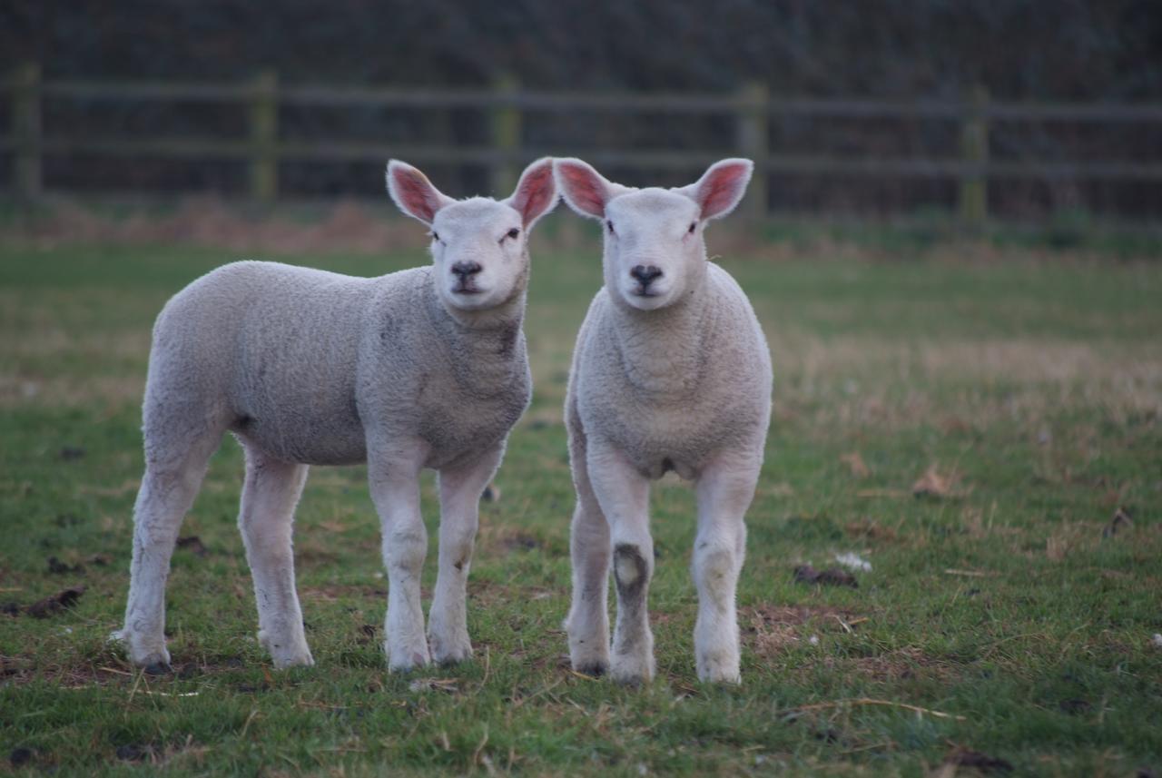 Woodhouse Farm Lodge スポルディング エクステリア 写真